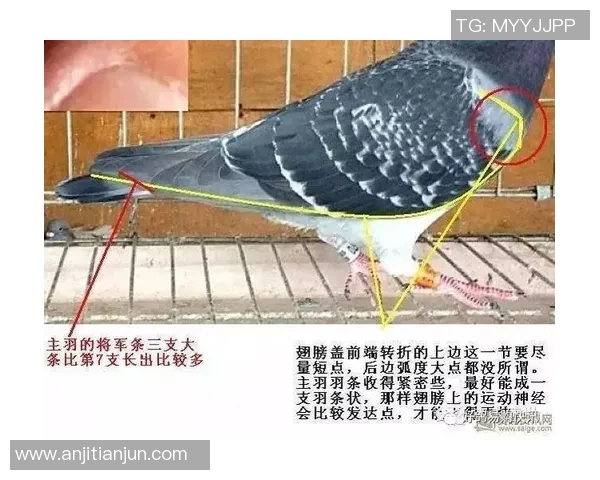 广州羽毛球队比赛经验深度对比分析及其对未来发展的启示